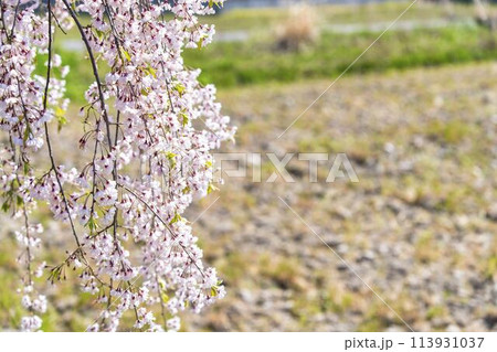 春の桜並木　日中線のしだれ桜　福島県喜多方市 113931037