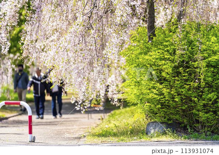春の桜並木 日中線のしだれ桜 福島県喜多方市 春の桜並木 日中線のしだれ桜 福島県喜多方市 113931074