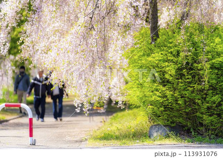春の桜並木 日中線のしだれ桜 福島県喜多方市 春の桜並木 日中線のしだれ桜 福島県喜多方市 113931076