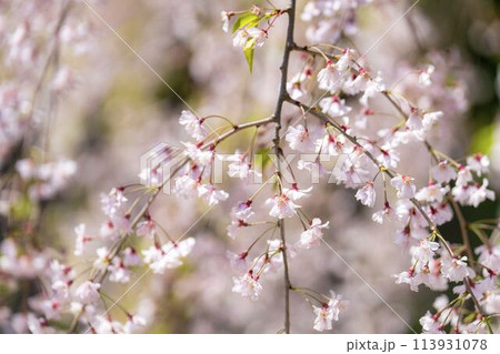 春の桜並木　日中線のしだれ桜　福島県喜多方市 113931078