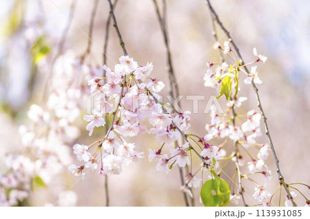 春の桜並木 日中線のしだれ桜 福島県喜多方市 春の桜並木 日中線のしだれ桜 福島県喜多方市 113931085
