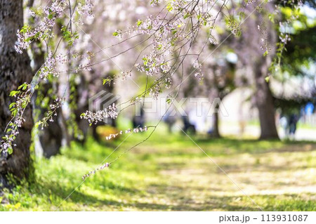 春の桜並木　日中線のしだれ桜　福島県喜多方市 113931087