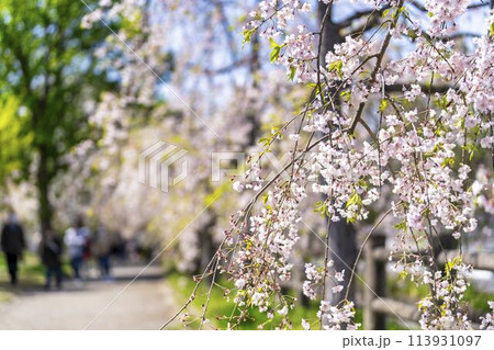 春の桜並木　日中線のしだれ桜　福島県喜多方市 113931097