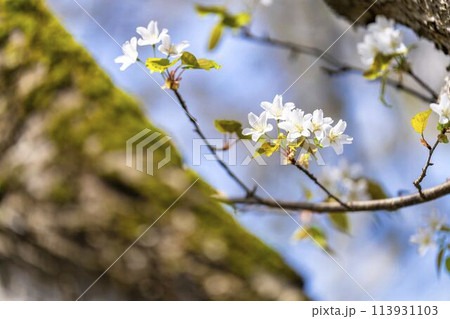 春の桜並木 日中線のしだれ桜 福島県喜多方市 春の桜並木 日中線のしだれ桜 福島県喜多方市 113931103
