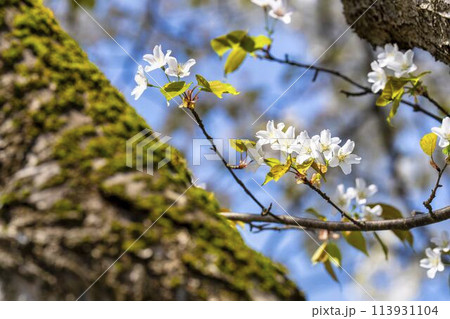 春の桜並木 日中線のしだれ桜 福島県喜多方市 春の桜並木 日中線のしだれ桜 福島県喜多方市 113931104