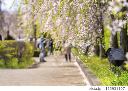 春の桜並木 日中線のしだれ桜 福島県喜多方市 春の桜並木 日中線のしだれ桜 福島県喜多方市 113931107