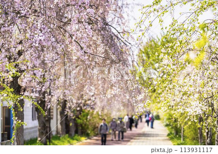 春の桜並木　日中線のしだれ桜　福島県喜多方市 113931117