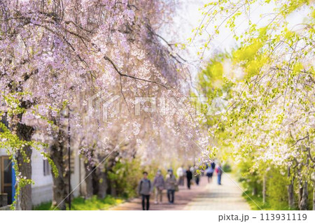 春の桜並木 日中線のしだれ桜 福島県喜多方市 春の桜並木 日中線のしだれ桜 福島県喜多方市 113931119