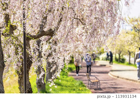春の桜並木　日中線のしだれ桜　福島県喜多方市 113931134