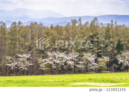春の桜並木　満開の町営磐梯山牧場の桜　福島県猪苗代町 113931143