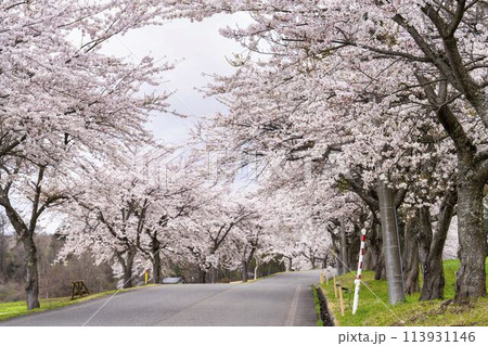 春の桜並木　満開の町営磐梯山牧場の桜　福島県猪苗代町 113931146