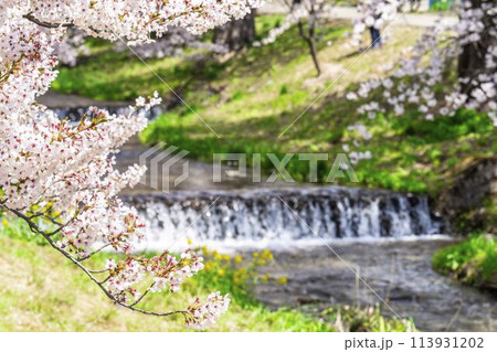 春の桜並木 満開の観音寺川の桜 福島県猪苗代町 春の桜並木 満開の観音寺川の桜 福島県猪苗代町 113931202
