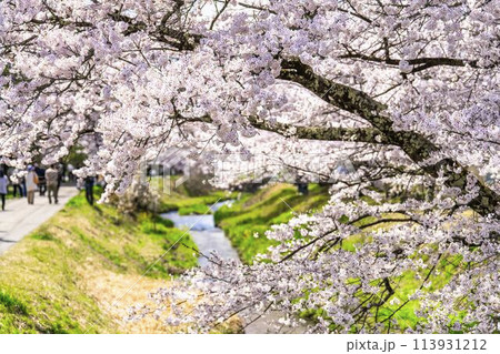 春の桜並木　満開の観音寺川の桜　福島県猪苗代町 113931212