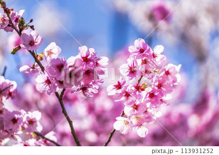 春の桜並木　満開の観音寺川の桜　福島県猪苗代町 113931252