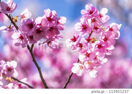 春の桜並木　満開の観音寺川の桜　福島県猪苗代町 113931257
