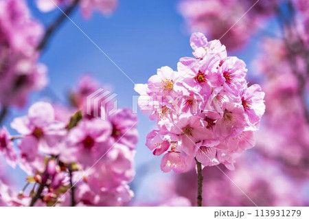 春の桜並木 満開の観音寺川の桜 福島県猪苗代町 春の桜並木 満開の観音寺川の桜 福島県猪苗代町 113931279