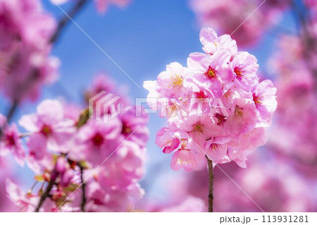 春の桜並木　満開の観音寺川の桜　福島県猪苗代町 113931281