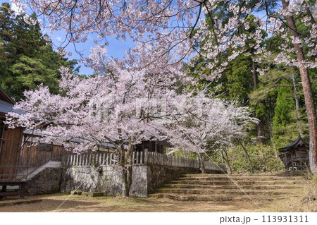 春の土津神社 拝殿と満開の桜 福島県猪苗代町 春の土津神社 拝殿と満開の桜 福島県猪苗代町 113931311