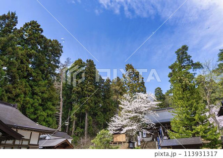 春の土津神社 満開の桜とシャボン玉 福島県猪苗代町 春の土津神社 満開の桜とシャボン玉 福島県猪苗代町 113931317