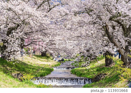 春の桜並木　満開の観音寺川の桜　福島県猪苗代町 113931668