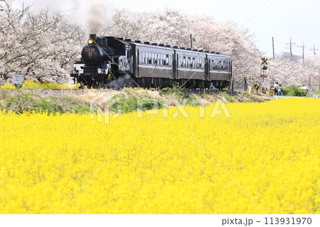 真岡鐵道「北真岡の桜と菜の花風景を力走するSLもおか号」 113931970