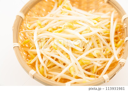 白バックの大豆もやし（豆もやし） 113931981