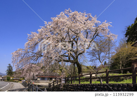 大原のしだれ桜 大原のしだれ桜 113932299