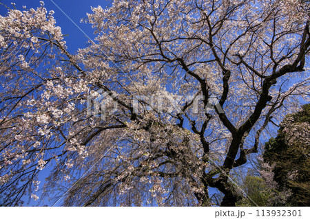 大原のしだれ桜 大原のしだれ桜 113932301