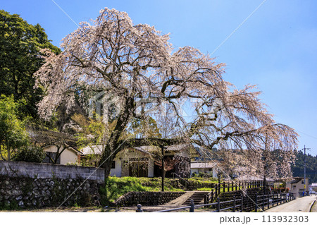 大原のしだれ桜 113932303