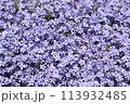 画面いっぱいの芝桜　 113932485