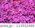 画面いっぱいの芝桜 113932486