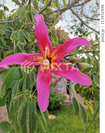 pink flower blooming of Floss Silk Tree pink flower blooming of Floss Silk Tree 113932896