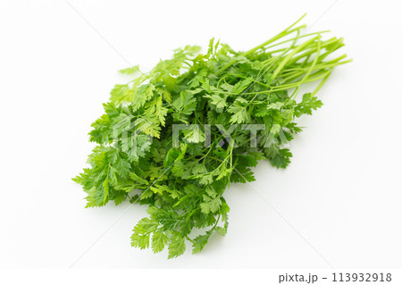 白バックのチャービル 113932918