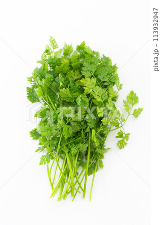 白バックのチャービル 113932947