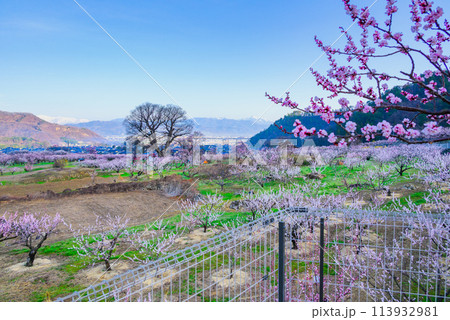 朝の光に包まれる戸隠連峰と眼下に広がるあんずの畑【千曲市・あんずの里】 113932981