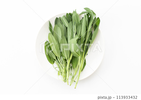 白バックのセージ（セイジ） 113933432