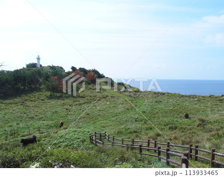 隠岐 風景 展望台 灯台と牛 隠岐 風景 展望台 灯台と牛 113933465