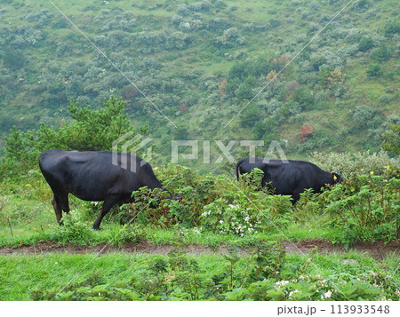 西ノ島 隠岐 放牧風景 113933548