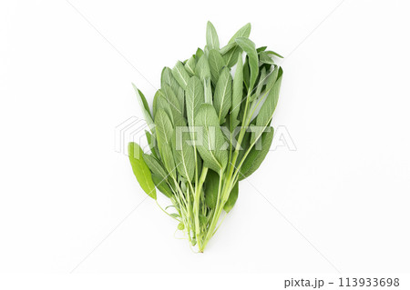 白バックのセージ(セイジ) 白バックのセージ(セイジ) 113933698