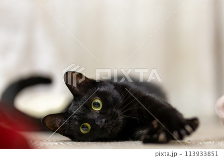 見つめる猫 113933851