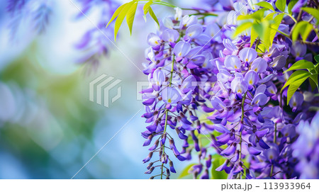 満開の藤の花 満開の藤の花 113933964