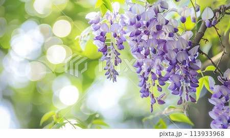 満開の藤の花 満開の藤の花 113933968