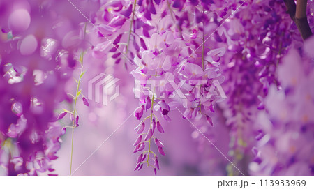 満開の藤の花 満開の藤の花 113933969