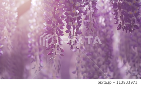 満開の藤の花 満開の藤の花 113933973