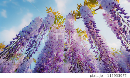 満開の藤の花 満開の藤の花 113933975