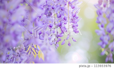 満開の藤の花 満開の藤の花 113933976