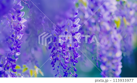 満開の藤の花 満開の藤の花 113933977