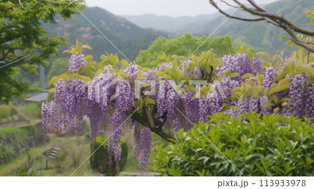 満開の藤の花 満開の藤の花 113933978