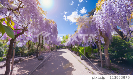 満開の藤の花 満開の藤の花 113933979