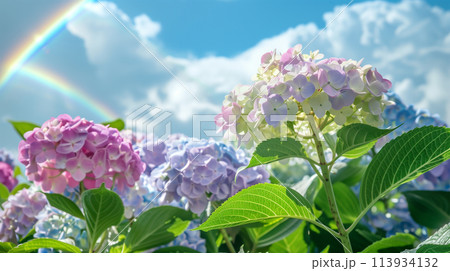 あじさいと虹 113934132